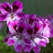 Geranium Pelargonium Kimono