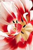 Bi-coloured Tulip Tulipa
