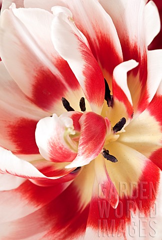 Bicoloured_Tulip_Tulipa
