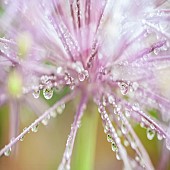 Raindrops on Alium seedhead