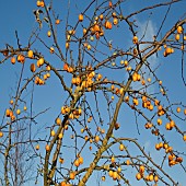 Crab apple tree Malus Golden Hornet