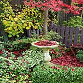 Acer Palmatum Bloodgood Japanese Maple