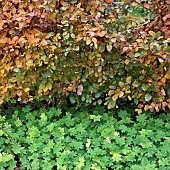 Carpinus Betulus Hornbeam