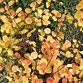 Cotinus Coggygria Aurea