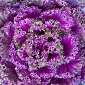 Ornamental cabbage Northern Lights