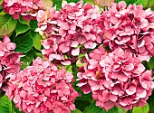 Deciduous Shrub Hydrangea Macrophylla