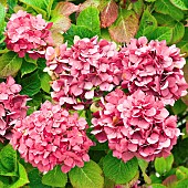 Hydrangea Macrophylla