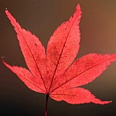 Acer Palmatum Bloodgood Leaf