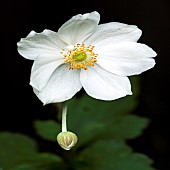 Anemone Honorine Jobert