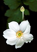 Anemone Honorine Jobert