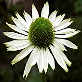 Echinacea Virgin