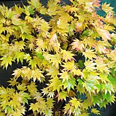 Acer Shirasawanum Jordan