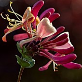 Lonicera Peryclymenum Serotina