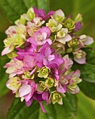 Hydrangea Macrophylla You and Me Together