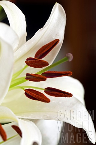 Lilium_Lily_with_creamy_white_flowers