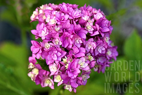 Hydrangea_Macrophylla_You_and_Me_Together