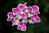 Hydrangea Macrophylla Harlequin