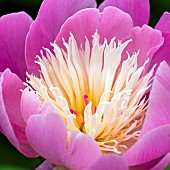 Paeonia Bowl of Beauty