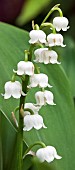 Lily of the Valley