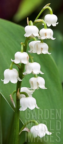 Lily_of_the_Valley