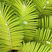 Metasequoia Goldrush Leaves