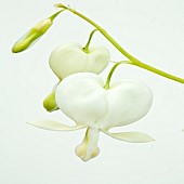 Dicentra spectabilis.f.alba Bleeding Heart