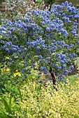 Ceanothus Concha