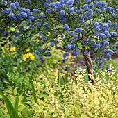 Ceanothus Concha