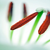 Abstract close up Oriental Lily Siberia