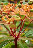 Euphorbia griffithii Fireglow