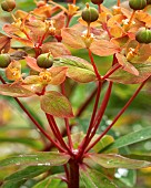 Euphorbia griffithii Fireglow