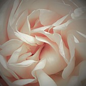 Floral minimalist semi abstract Peach coloured Rose