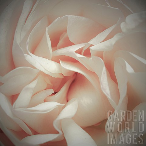 Floral_minimalist_semi_abstract_Peach_coloured_Rose