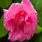 Rose Rosa Zephirine Drouhin