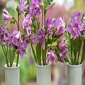 Alstromeria Peruvian Lily