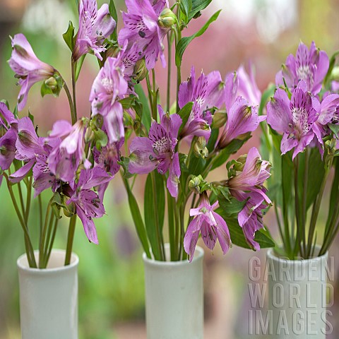 Alstromeria_Peruvian_Lily