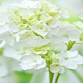 Close up plant portrait of White Hydragea