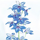 Delphinium Volkerfrieden