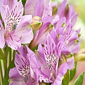 Alstromeria Peruvian Lily