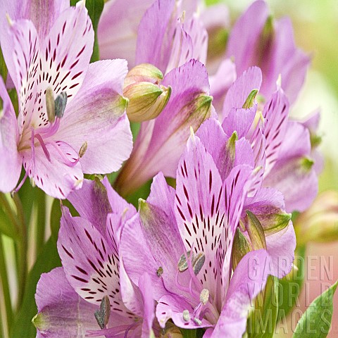 Alstromeria_Peruvian_Lily