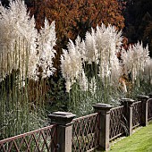 Cortadiera Selloana Pampas Grass