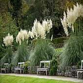 Cortadiera Selloana Pampas Grass