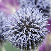 Echinops Globe Thistle