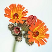 Hawkweed Pilosella Aurantiacum