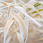 Frosted Ornamental Grasses