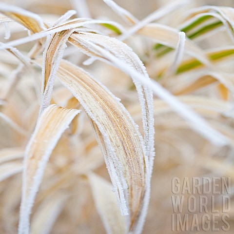 Frosted_Ornamental_Grasses