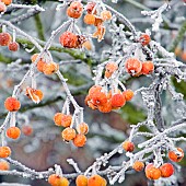 Frosted Crab Apple tree Malus