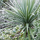 Phormium New Zealand Flax