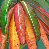 Euphorbia Melifera Honey Spurge