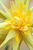 Daffodil Rip Van Winkle